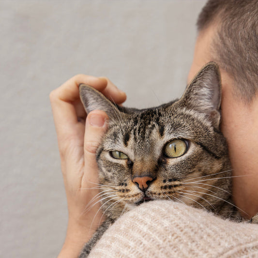 Les Chats et le Bien-Être Physique : Un Impact Positif au Quotidien
