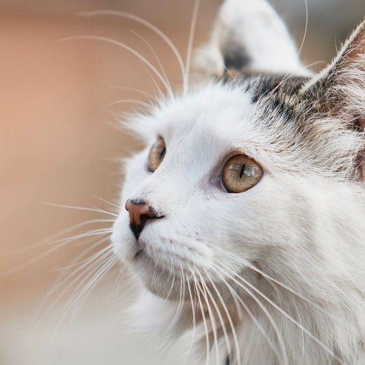 Les Chats, L'homme et la Planète