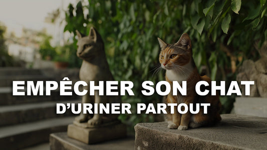 Un Chat Roux à Côté d'une Statue de Chat sur un Piedestal