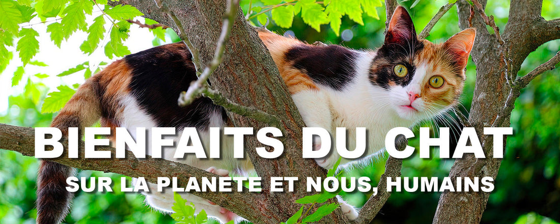 Chat Roux, noir et blanc perché sur un arbre, aux aguets