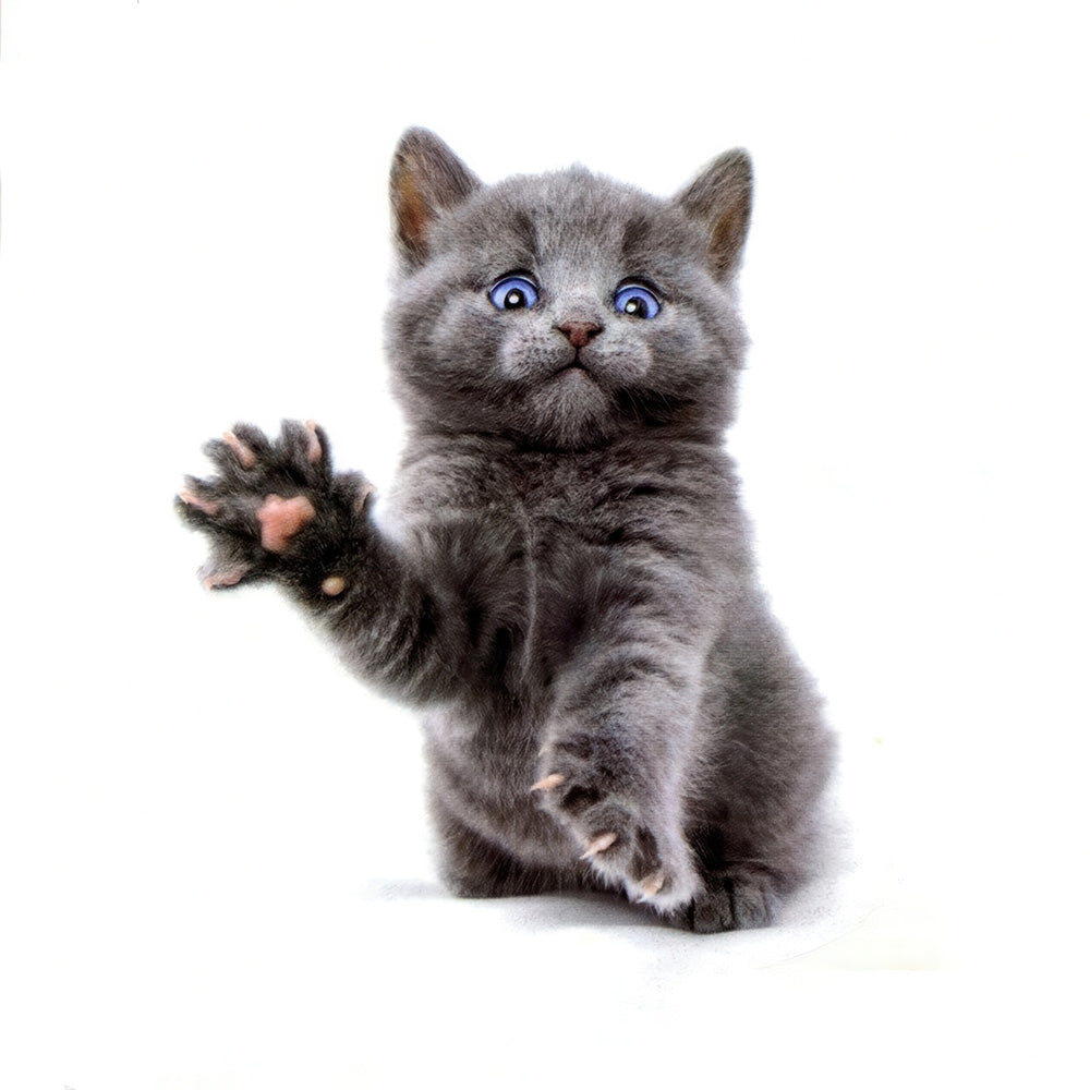 Tatouage Temporaire Petit Chaton Mignon Gris Patte en l'Air 